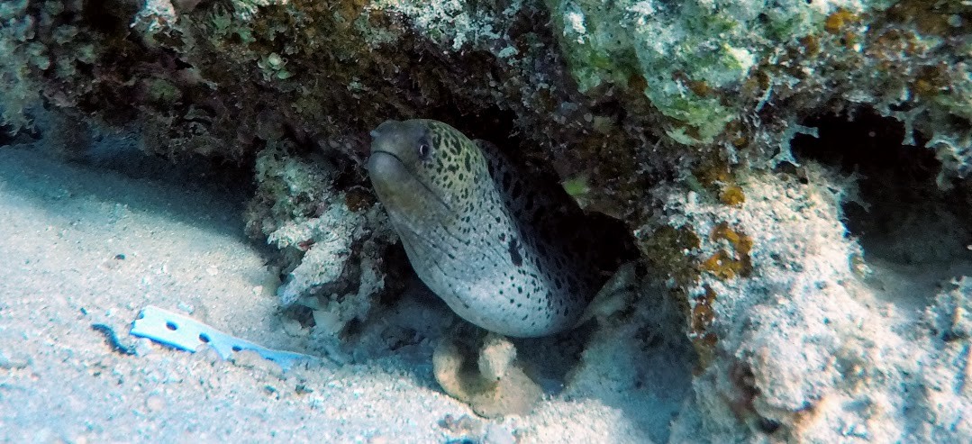 makadi bay & Sahl hasheesh ausflug zur giftun insel