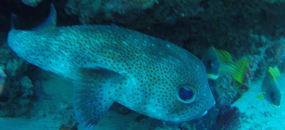 makadi bay & Sahl hasheesh ausflug zur giftun insel
