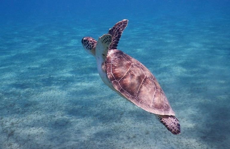 abu dabbab schildkröten ausflug ab hurghada