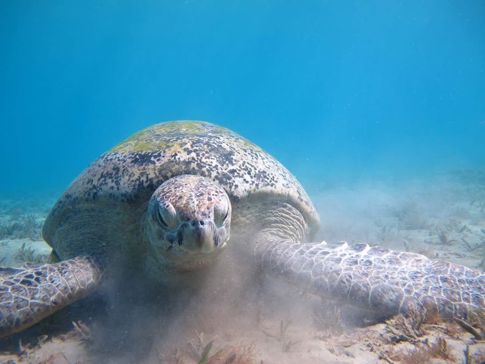 Schnorcheln & Schwimmen mit den Schildkröten ab Soma bay & Safaga