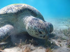Von Marsa Alam: Schwimmen mit den Schildkröten in Abu Dabbab Bucht 