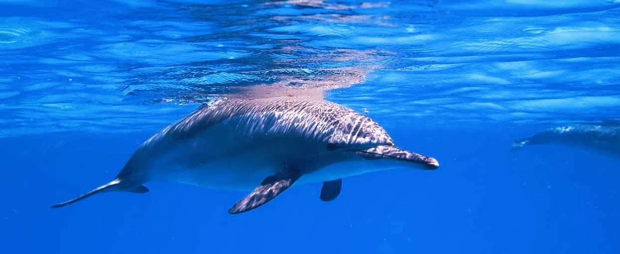 Die Dolphine am roten Meer