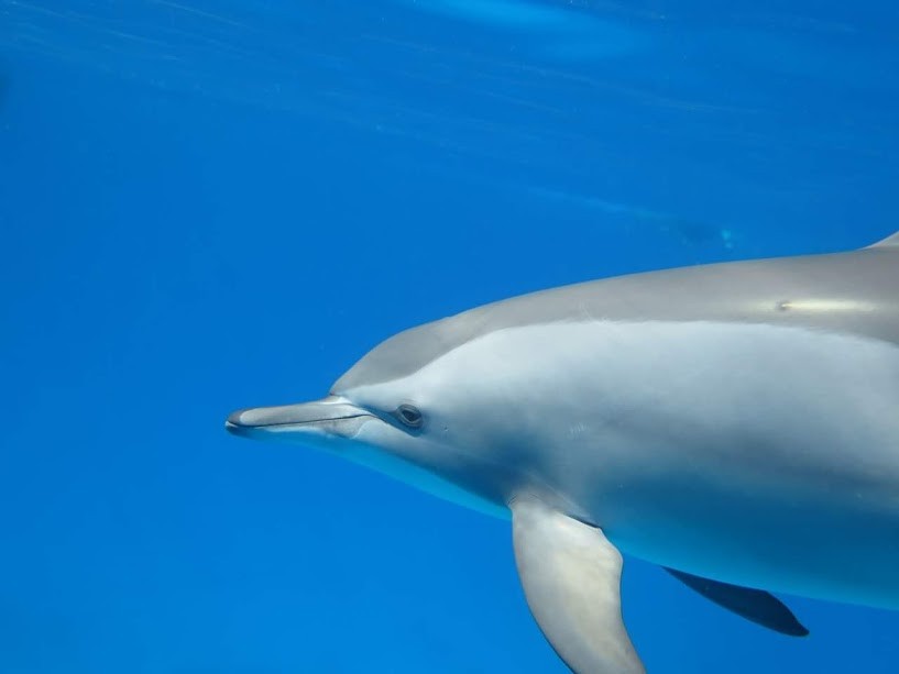 Dolphin House Tour ab El Gouna Delfinschwimmen mit Delfinen schwimmen El Gouna  Delphin schwimmen