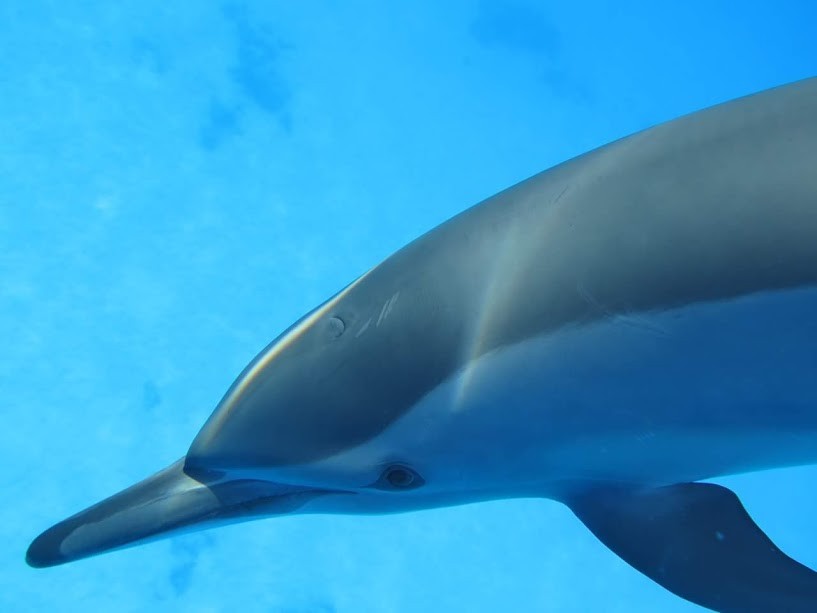 Dolphin House Tour ab El Gouna Delfinschwimmen mit Delfinen schwimmen El Gouna  Delphin schwimmen