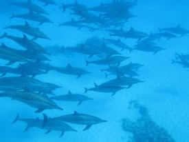 Schwimmen mit den Delfinen: Sataya Insel Tour ab Marsa Alam