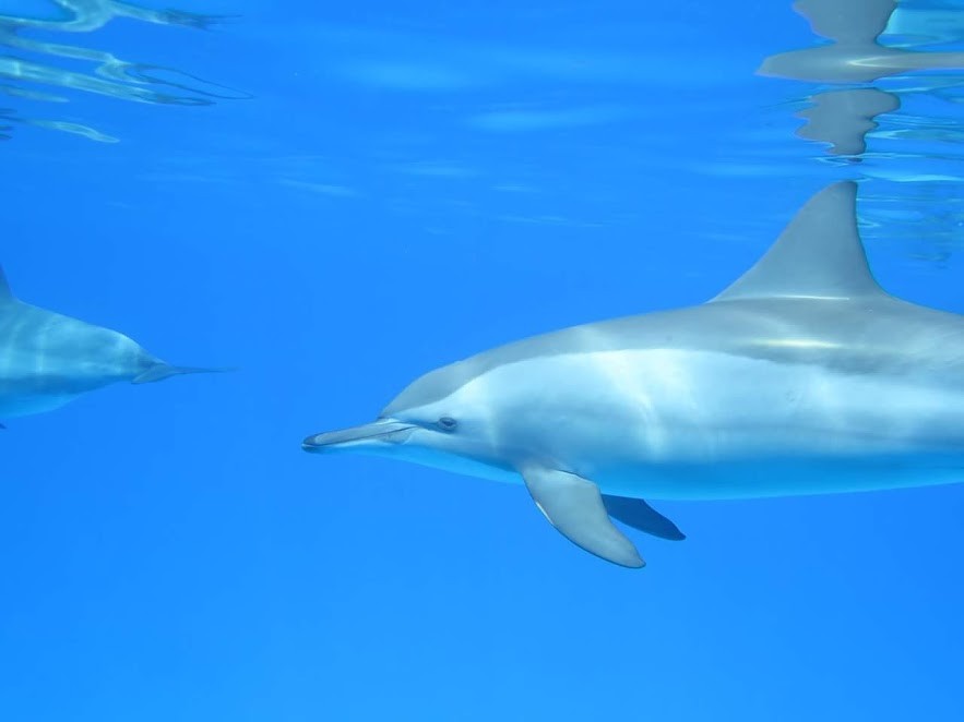 Schwimmen mit den Delfinen: Sataya Insel Tour ab Marsa Alam