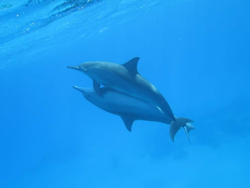 Schnorcheltour zum Dolphin House am Samadai Riff mit dem Speedboot