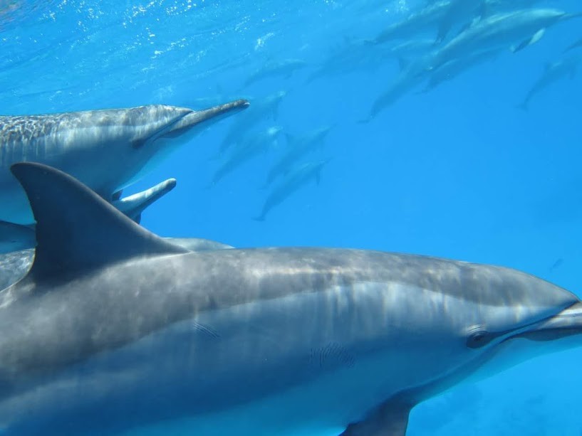 Schnorcheltour zum Dolphin House am Samadai Riff mit dem Speedboot