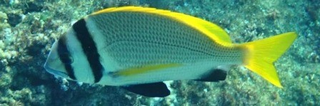 Von Marsa Alam: Semi-U-Boot in Port Ghalib, Marsa alam ausflüge, marsa alam touren, marsa alam aktivitäten, marsa alam sehenswürdigkeiten, ägypten tagesausflüge