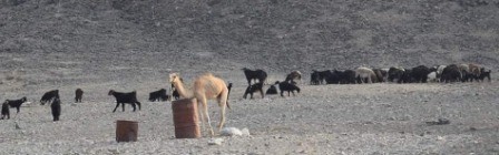 Super Safari, Jeep, Quad, Kamelrit, Marsa alam ausflüge, marsa alam touren, marsa alam aktivitäten, marsa alam sehenswürdigkeiten, ägypten tagesausflüge