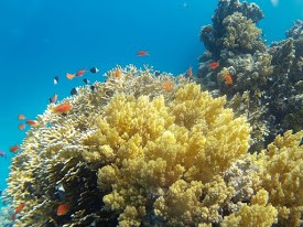 Schnorchelausflug zur Sharm El Naga Bucht ab Sahl Hasheesh & Makadi Bay