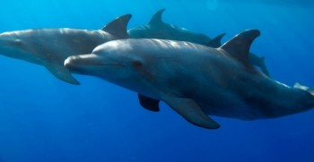 Delfinschwimmen Hurghada Delfin Tour, Kleingruppe 10-15 Personen