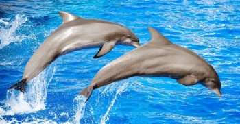 Delfinschwimmen Hurghada Dolphin House Tour