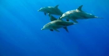Delfinschwimmen Hurghada Dolphin House Tour, Kleingruppe 10-15 Personen