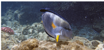 hausriff von sharm el naga, shnorchelausflug von hurghada