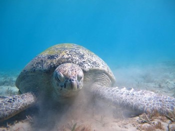 Schnorcheltour, Schwimmen mit den Schildkröten ab Soma bay & Safaga