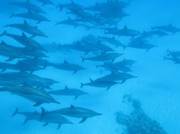 Dolphin House Tour von Soma bay & Safaga Kleingruppe 10-15 Personen