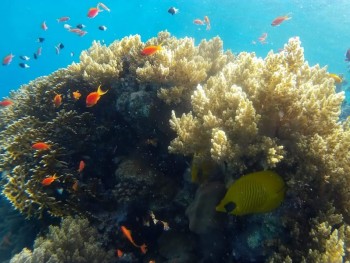 Schnorcheln Ausflug zur Sharm El Naga Bucht ab El Gouna