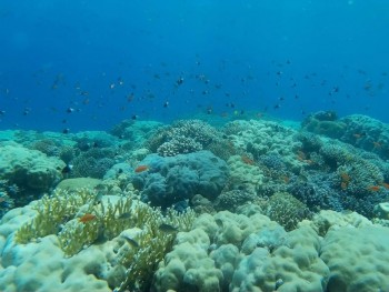 Schnorcheln Ausflug zur Sharm El Naga Bucht ab Soma bay